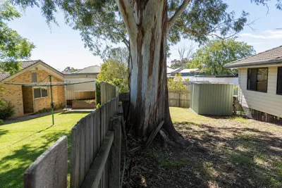 Boundary tree growing on a shared fence line in Albury-Wodonga
