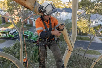 Qualified arborist working with a two rope climbing system in a backyard eucalyptus in Albury-Wodonga