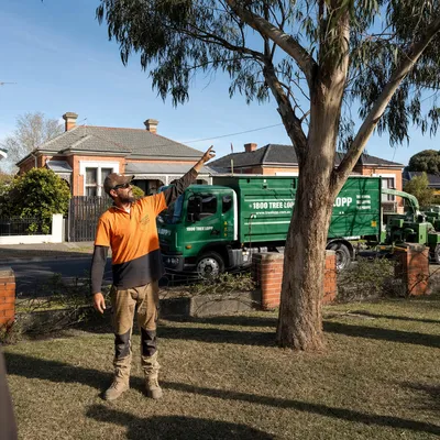Tree Removal pricing in Albury-Wodonga