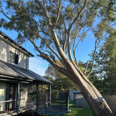 Before: Large red gum, sectional take-down near a house, Albury-Wodonga