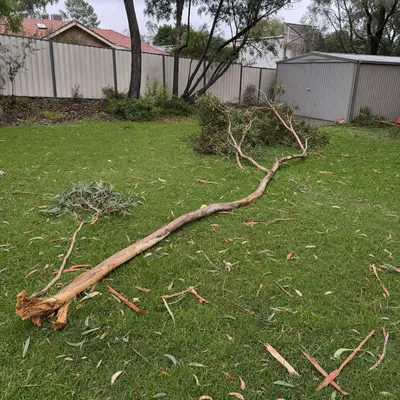 Before: Summer storm, split yellow box in backyard, Albury-Wodonga
