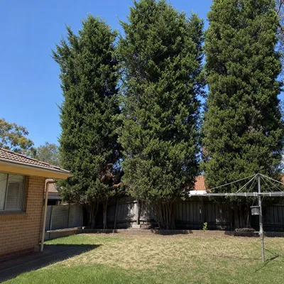 Before: Old elm removal along a front fence line, Albury-Wodonga