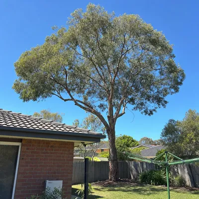 After: Crown reduction over a Thurgoona roofline, Albury-Wodonga
