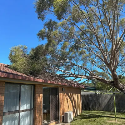 Before: Crown reduction over a Thurgoona roofline, Albury-Wodonga