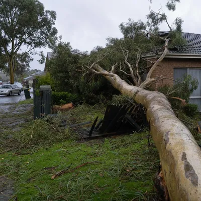Emergency Tree Services in Albury-Wodonga. 24/7 callouts for storm-split limbs, fallen trees and urgent hazards across both sides of the Murray. We attend fast and write up job notes for insurance.